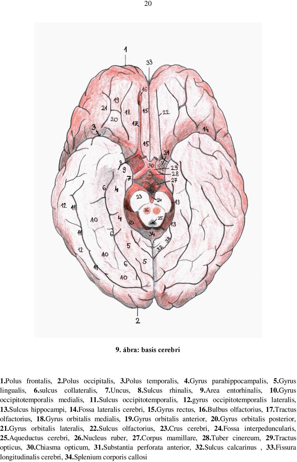 Bulbus olfactorius, 17.Tractus olfactorius, 18.Gyrus orbitalis medialis, 19.Gyrus orbitalis anterior, 20.Gyrus orbitalis posterior, 21.Gyrus orbitalis lateralis, 22.Sulcus olfactorius, 23.
