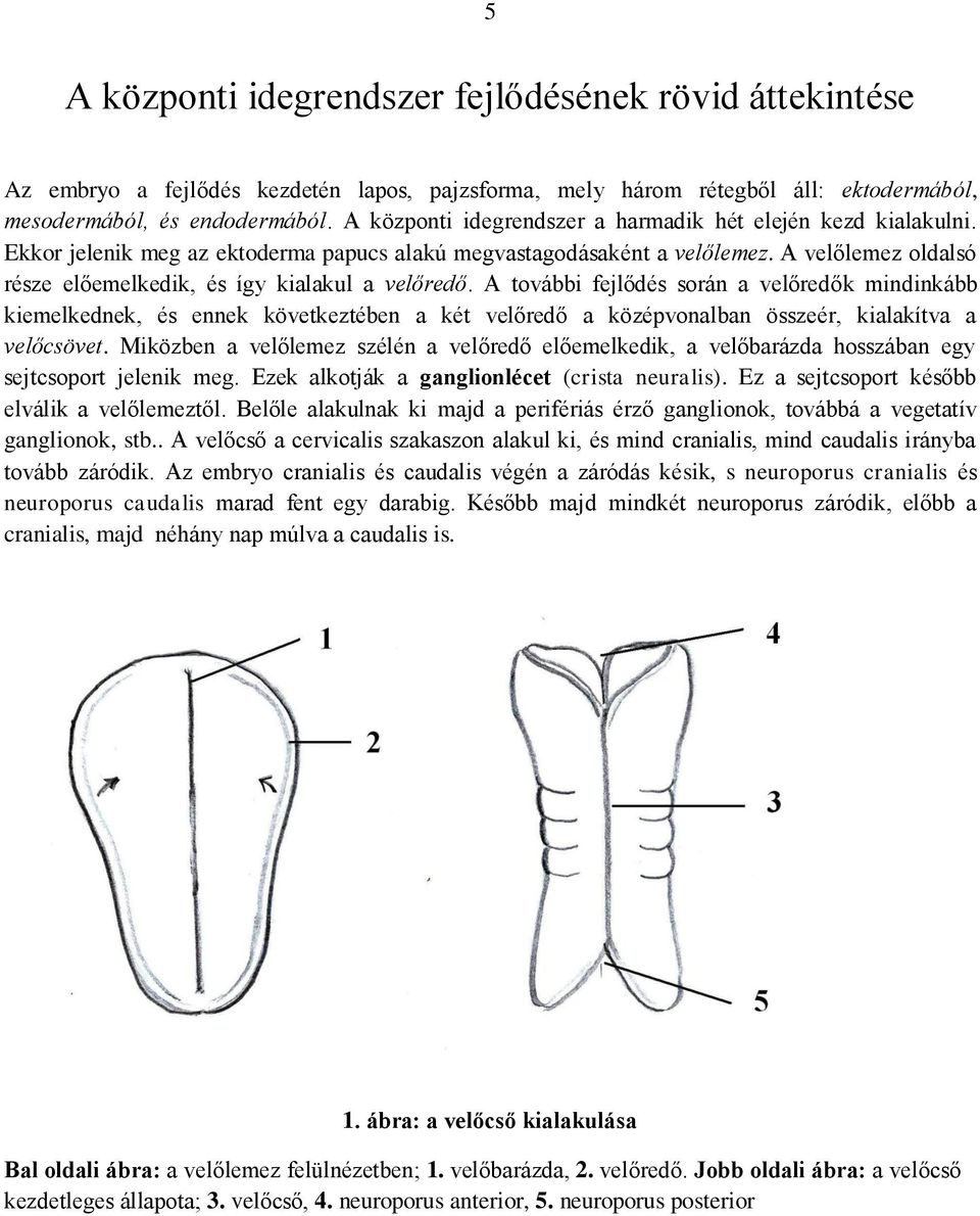 A velőlemez oldalsó része előemelkedik, és így kialakul a velőredő.