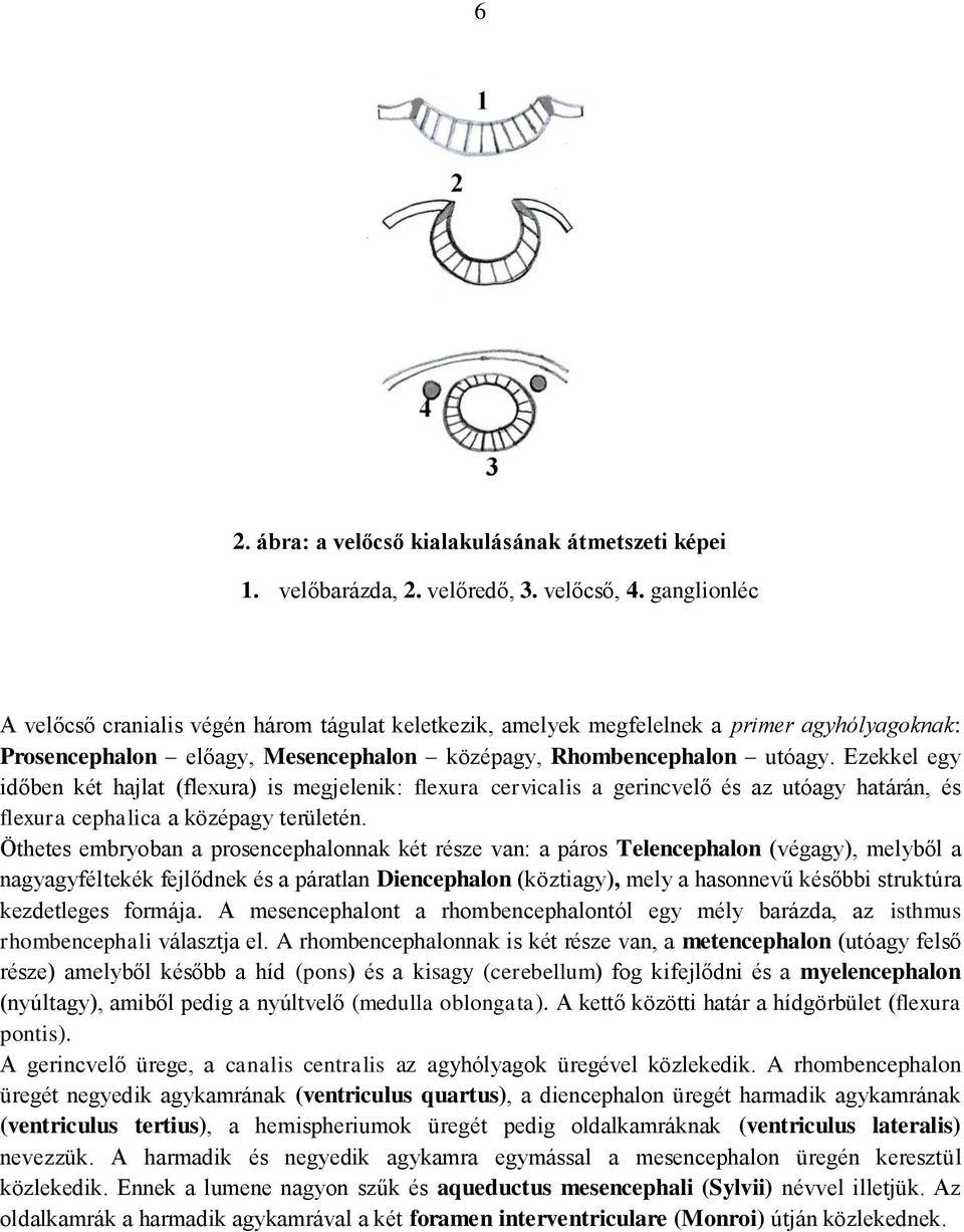 Ezekkel egy időben két hajlat (flexura) is megjelenik: flexura cervicalis a gerincvelő és az utóagy határán, és flexura cephalica a középagy területén.