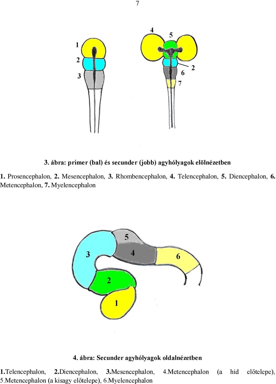 Myelencephalon 4. ábra: Secunder agyhólyagok oldalnézetben 1.Telencephalon, 2.Diencephalon, 3.