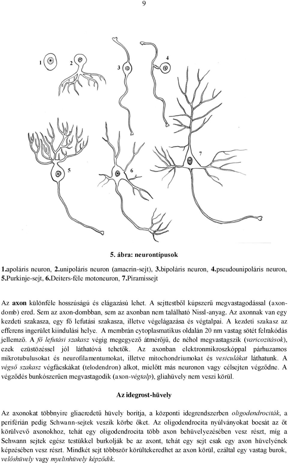 Az axonnak van egy kezdeti szakasza, egy fő lefutási szakasza, illetve végelágazása és végtalpai. A kezdeti szakasz az efferens ingerület kiindulási helye.