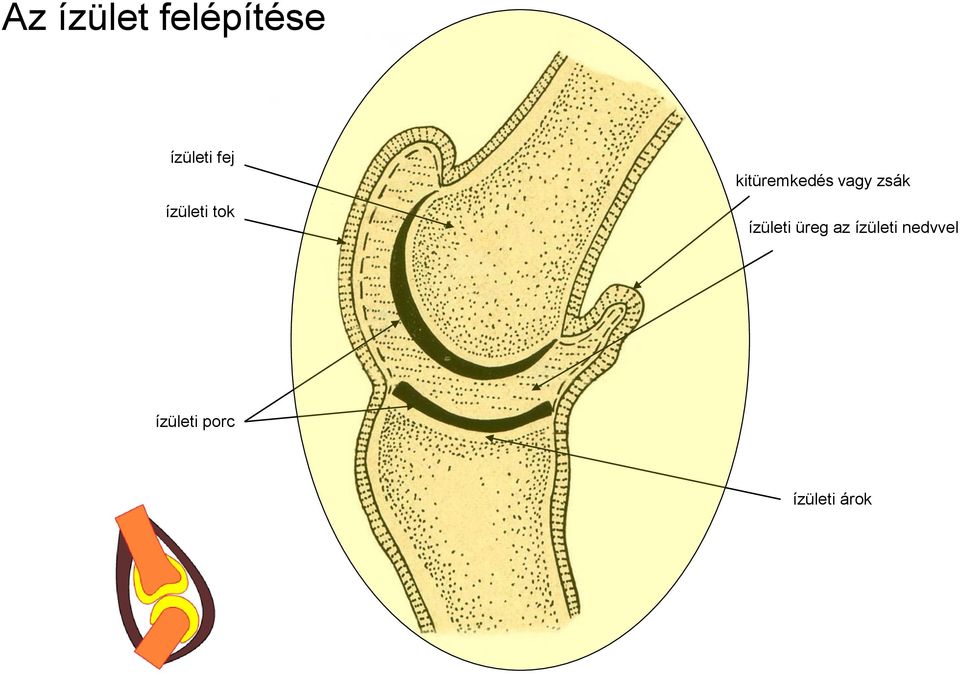 vagy zsák ízületi üreg az