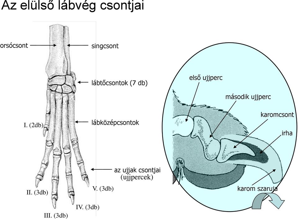 (2db) lábközépcsontok karomcsont irha II. (3db) III.