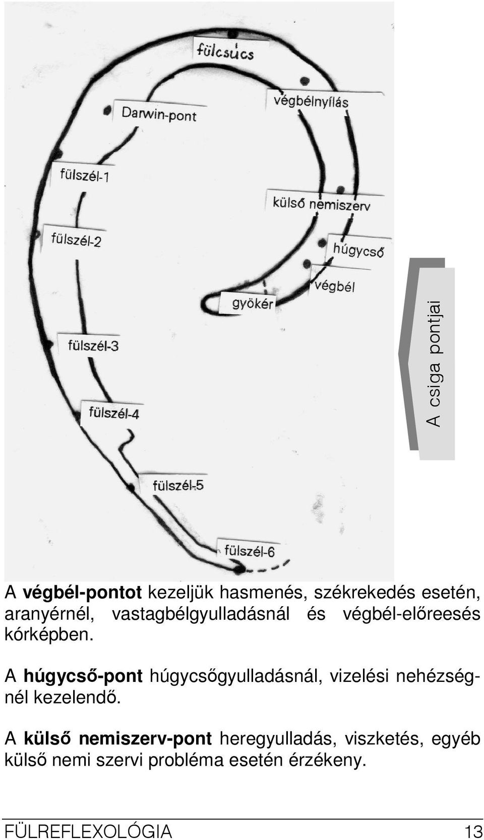 A húgycsı-pont húgycsıgyulladásnál, vizelési nehézségnél kezelendı.