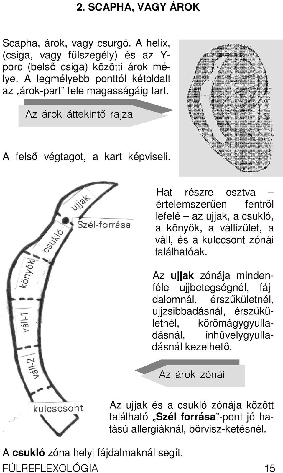 Hat részre osztva értelemszerően fentrıl lefelé az ujjak, a csukló, a könyök, a vállizület, a váll, és a kulccsont zónái találhatóak.