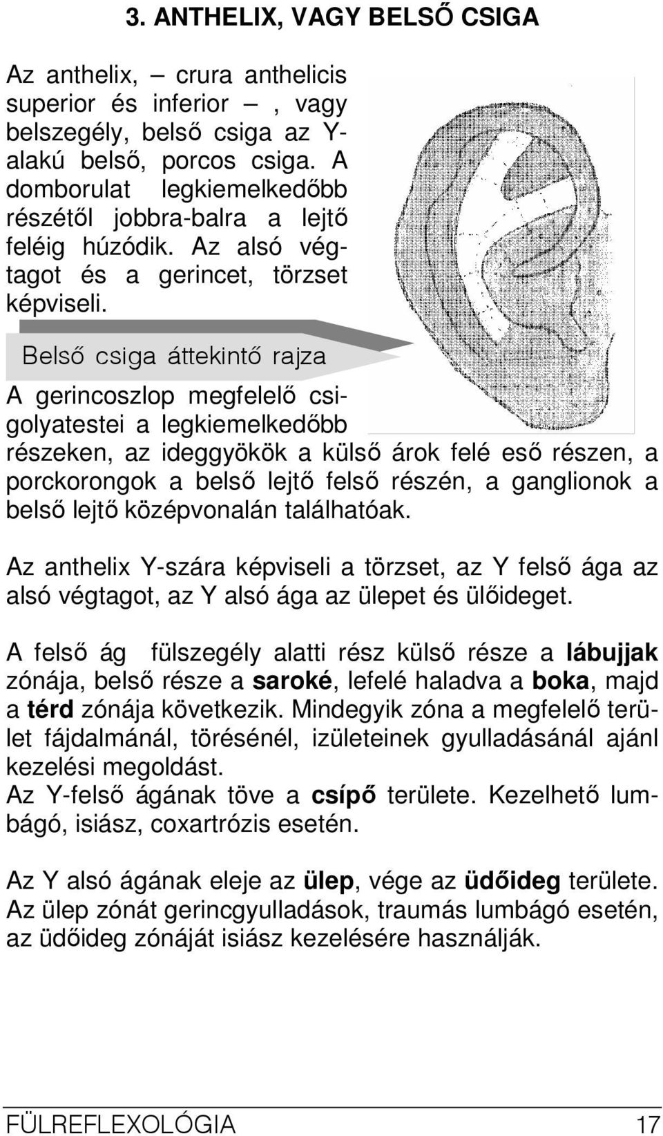 Belső csiga áttekintő rajza A gerincoszlop megfelelı csigolyatestei a legkiemelkedıbb részeken, az ideggyökök a külsı árok felé esı részen, a porckorongok a belsı lejtı felsı részén, a ganglionok a