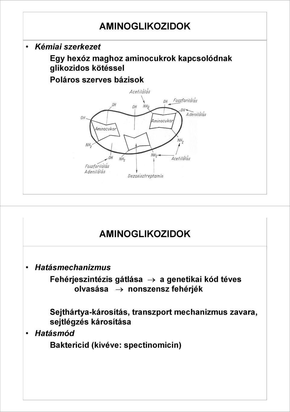 gátlása a genetikai kód téves olvasása nonszensz fehérjék Sejthártya-károsítás,