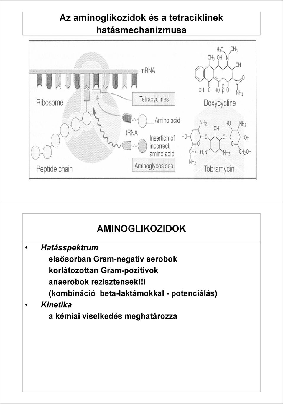 korlátozottan Gram-pozitívok anaerobok rezisztensek!