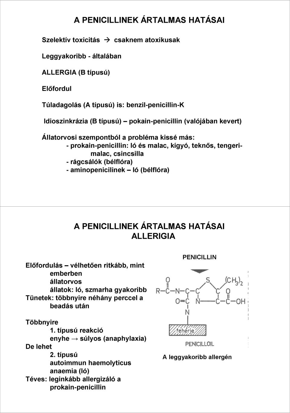 aminopenicilinek ló (bélflóra) A PENICILLINEK ÁRTALMAS HATÁSAI ALLERIGIA Elıfordulás vélhetıen ritkább, mint emberben állatorvos állatok: ló, szmarha gyakoribb Tünetek: többnyire néhány perccel a