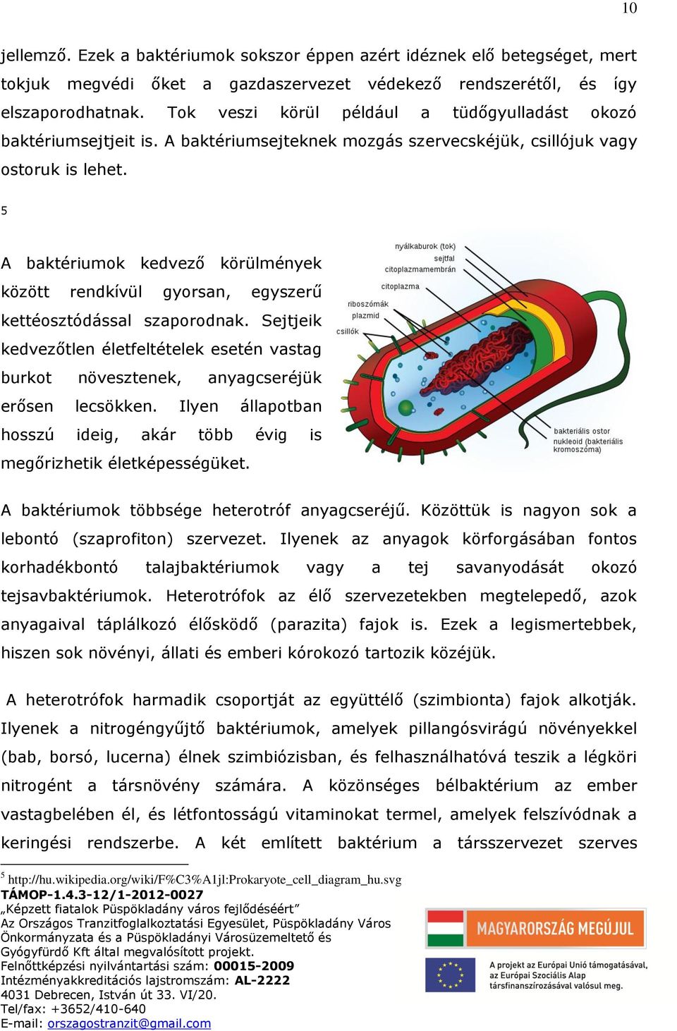 5 A baktériumok kedvező körülmények között rendkívül gyorsan, egyszerű kettéosztódással szaporodnak.