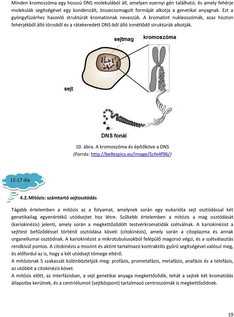 A kromoszóma és építőköve a DNS (Forrás: http://bellespics.eu/image/5cfe4f96/) 12-