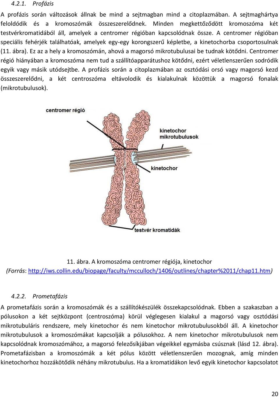 A centromer régióban speciális fehérjék találhatóak, amelyek egy-egy korongszerű képletbe, a kinetochorba csoportosulnak (11. ábra).