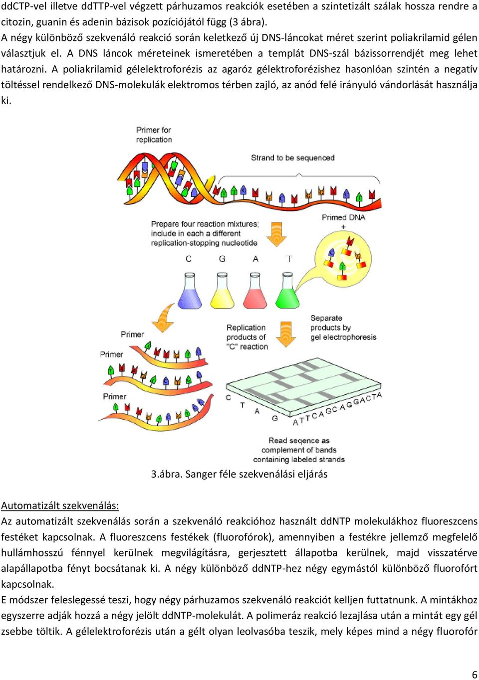 A DNS láncok méreteinek ismeretében a templát DNS-szál bázissorrendjét meg lehet határozni.
