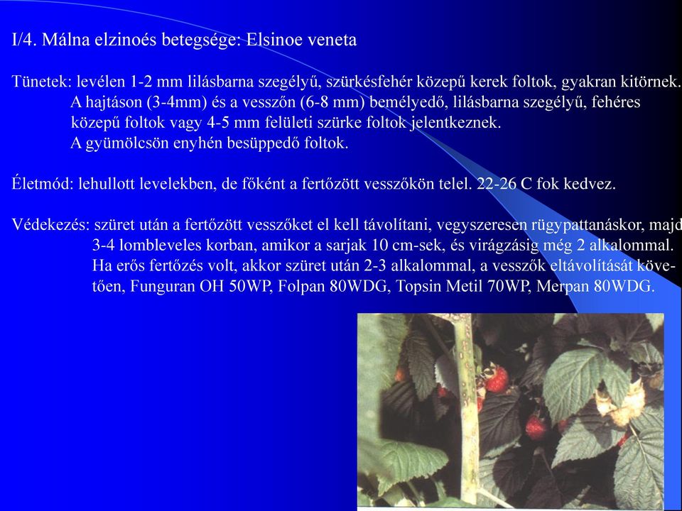 Életmód: lehullott levelekben, de főként a fertőzött vesszőkön telel. 22-26 C fok kedvez.