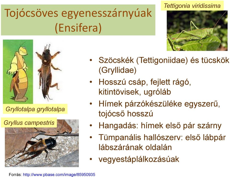 ugróláb Hímek párzókészüléke egyszerű, tojócső hosszú Hangadás: hímek első pár szárny Tümpanális