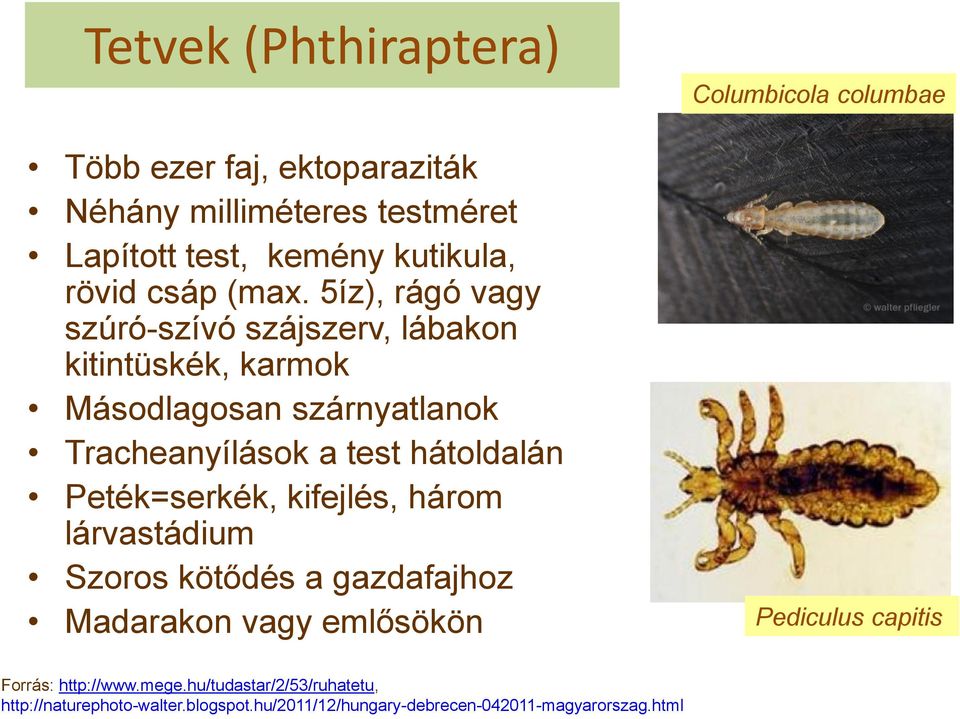 Peték=serkék, kifejlés, három lárvastádium Szoros kötődés a gazdafajhoz Madarakon vagy emlősökön Columbicola columbae Pediculus