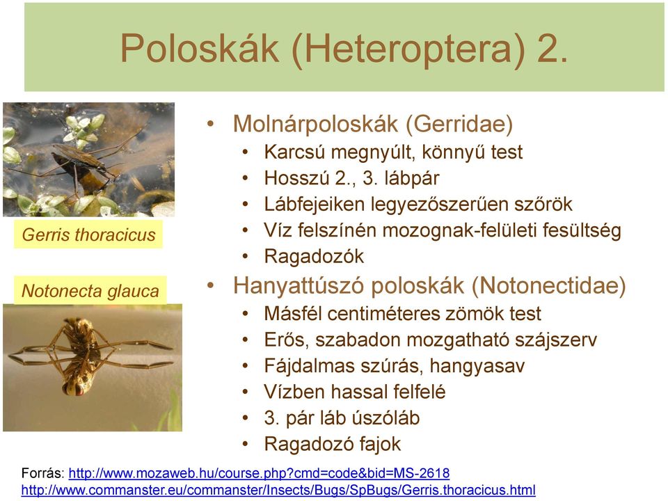 centiméteres zömök test Erős, szabadon mozgatható szájszerv Fájdalmas szúrás, hangyasav Vízben hassal felfelé 3.