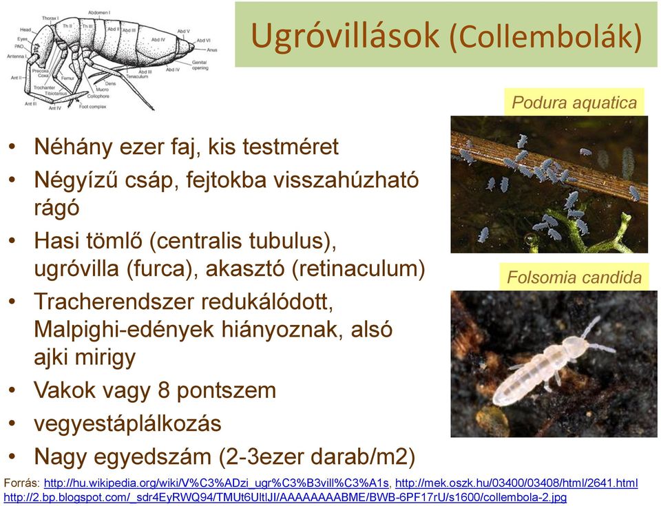 pontszem vegyestáplálkozás Nagy egyedszám (2-3ezer darab/m2) Folsomia candida Forrás: http://hu.wikipedia.