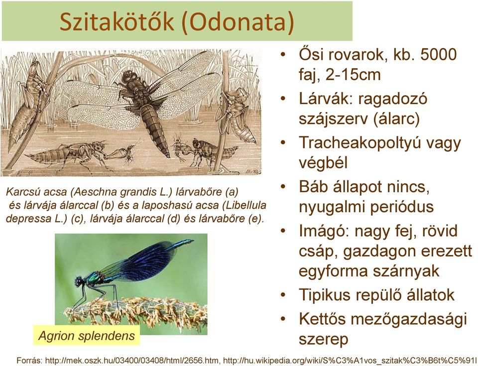 5000 faj, 2-15cm Lárvák: ragadozó szájszerv (álarc) Tracheakopoltyú vagy végbél Báb állapot nincs, nyugalmi periódus Imágó: nagy fej, rövid