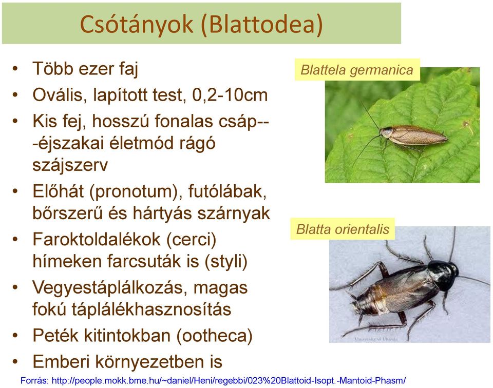 (styli) Vegyestáplálkozás, magas fokú táplálékhasznosítás Peték kitintokban (ootheca) Emberi környezetben is Blattela