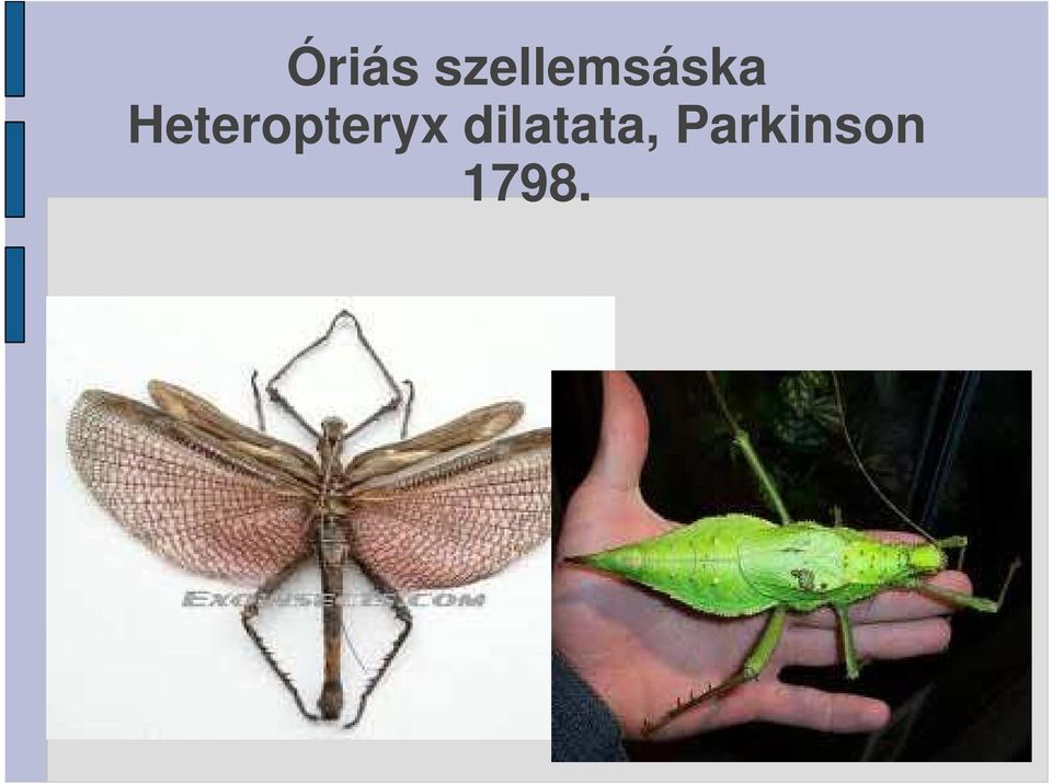 Heteropteryx