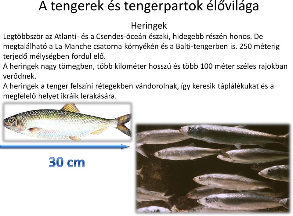 250 méterig terjedő mélységben fordul elő.