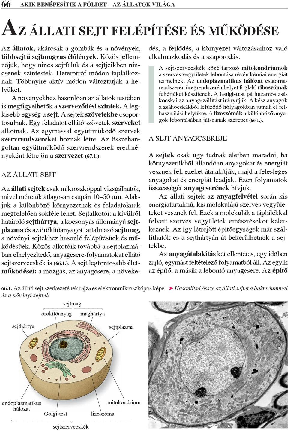 A növényekhez hasonlóan az állatok testében is megfigyelhetõk a szervezõdési szintek. A legkisebb egység a sejt. A sejtek szövetekbe csoportosulnak. Egy feladatot ellátó szövetek szerveket alkotnak.