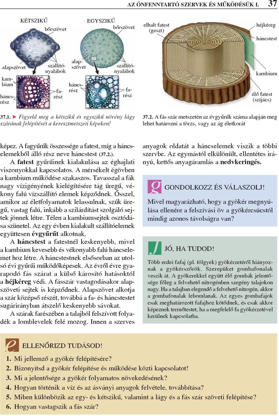 (szíjács) 37.1. Figyeld meg a kétszikû és egyszikû növény lágy szárának felépítését a keresztmetszeti képeken! 37.2.