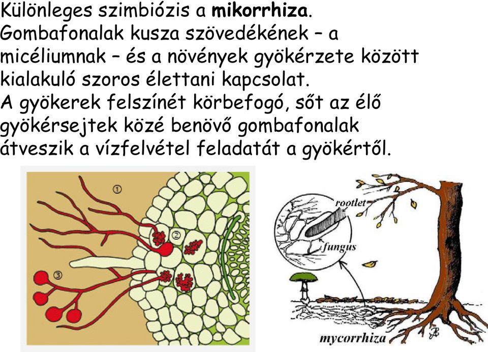 gyökérzete között kialakuló szoros élettani kapcsolat.