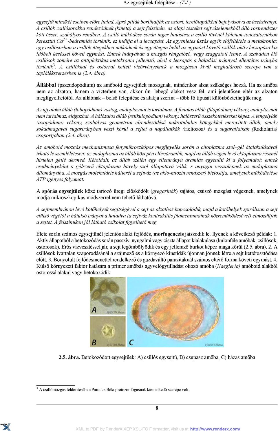 A csilló működése során inger hatására a csilló tövénél kálcium-ioncsatornákon keresztül Ca 2+ -beáramlás történik, ez indítja el a lecsapást.