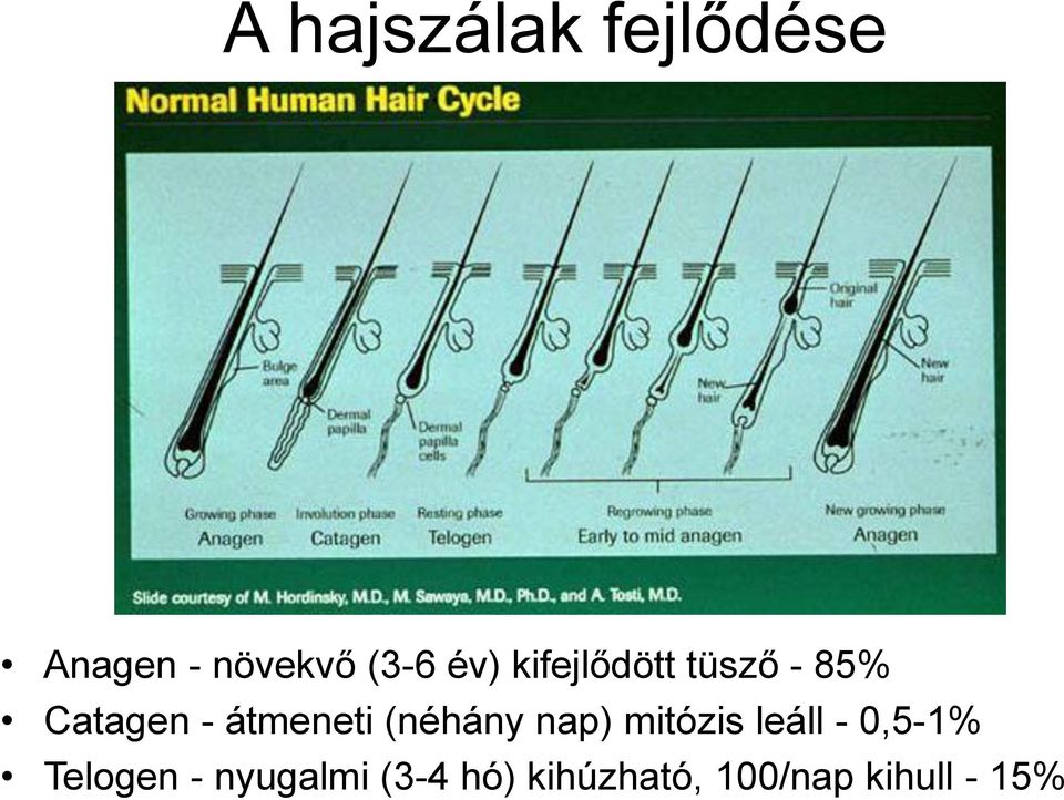 (néhány nap) mitózis leáll - 0,5-1% Telogen -