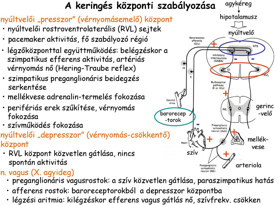 szőkítése, vérnyomás fokozása szívmőködés fokozása nyúltvelıi depresszor (vérnyomás-csökkentı) barorecep -torok központ RVL központ közvetlen gátlása, nincs szív + spontán aktivitás arteriola n.