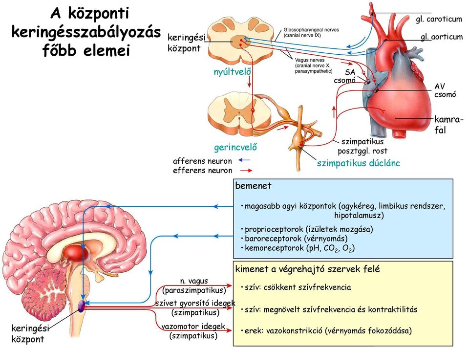 rost szimpatikus dúclánc kamrafal magasabb agyi központok (agykéreg, limbikus rendszer, hipotalamusz) proprioceptorok (ízületek mozgása) baroreceptorok (vérnyomás)