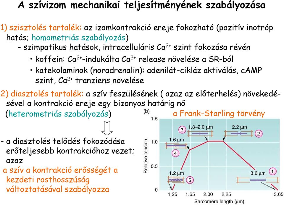 szint, Ca 2+ tranziens növelése 2) diasztolés tartalék: a szív feszülésének ( azaz az elıterhelés) növekedésével a kontrakció ereje egy bizonyos határig nı (heterometriás