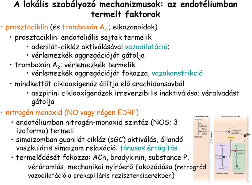 ciklooxigenázok irreverzibilis inaktiválása; véralvadást gátolja nitrogén monoxid (NO vagy régen EDRF) endotéliumban nitrogén-monoxid szintáz (NOS; 3 izoforma) termeli simaizomban guanilát cikláz