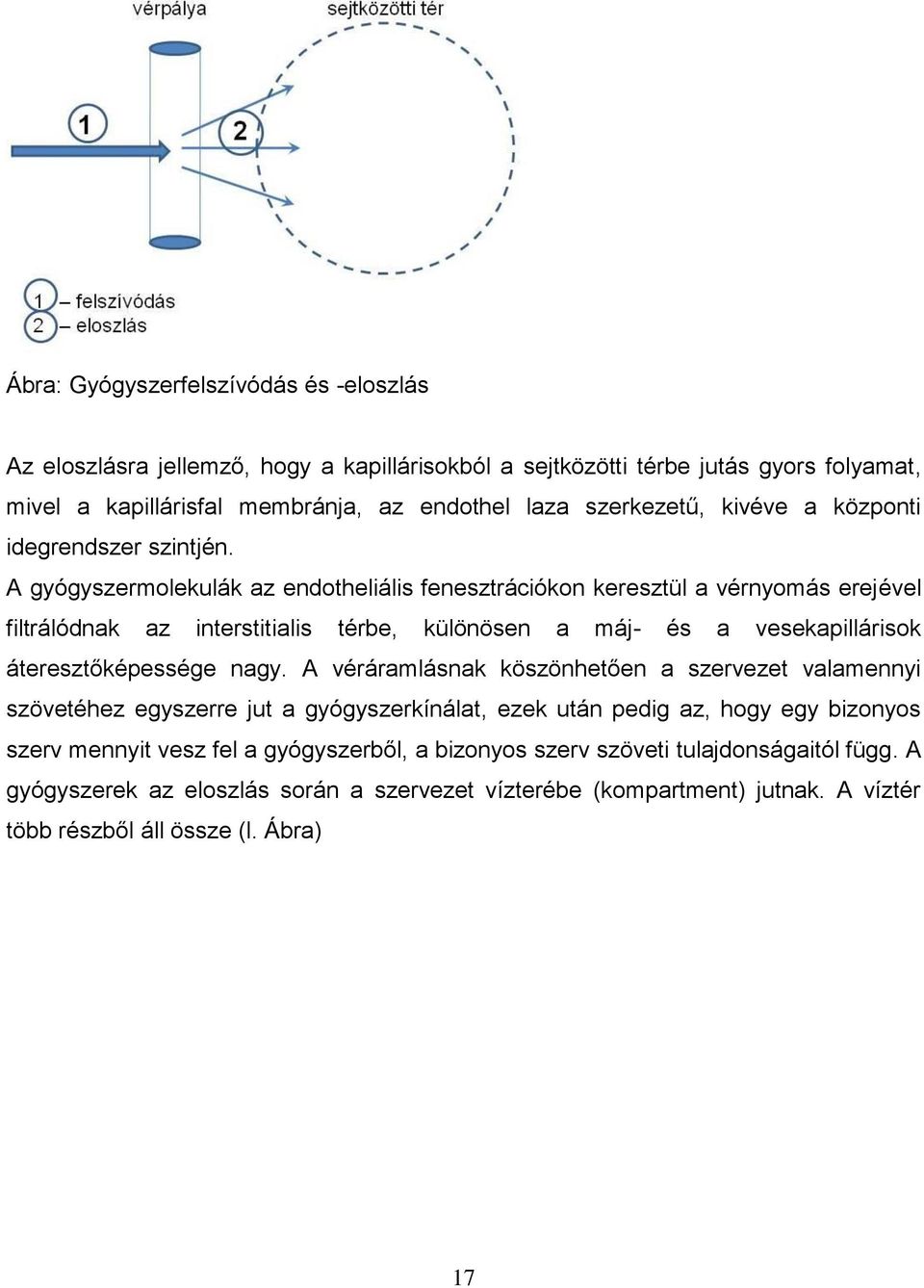 A gyógyszermolekulák az endotheliális fenesztrációkon keresztül a vérnyomás erejével filtrálódnak az interstitialis térbe, különösen a máj- és a vesekapillárisok áteresztőképessége nagy.