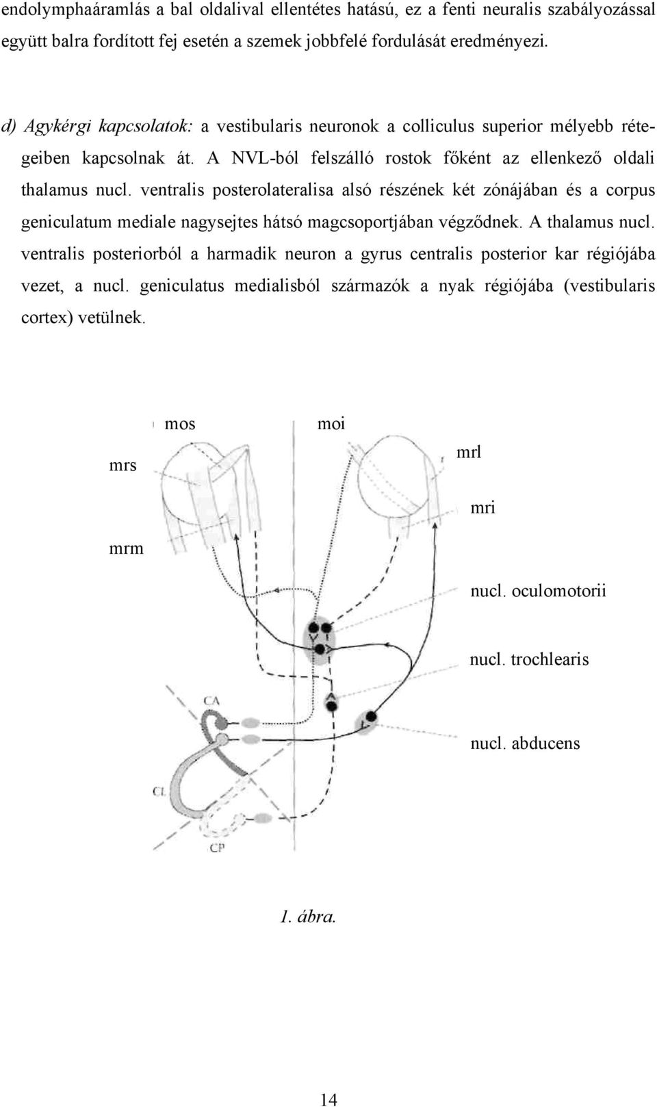 ventralis posterolateralisa alsó részének két zónájában és a corpus geniculatum mediale nagysejtes hátsó magcsoportjában végződnek. A thalamus nucl.