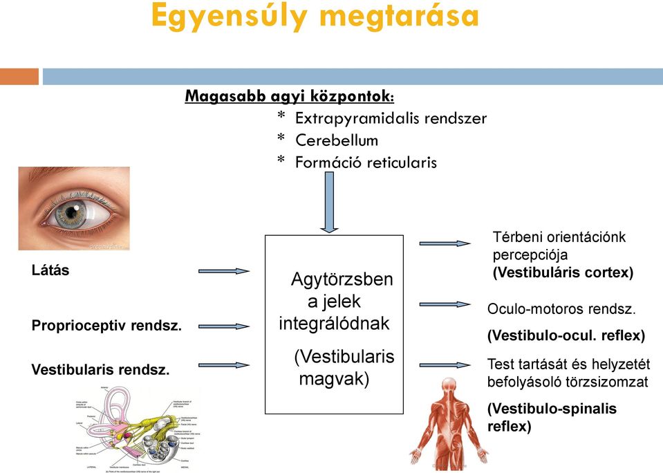 Agytörzsben a jelek integrálódnak (Vestibularis magvak) Térbeni orientációnk percepciója