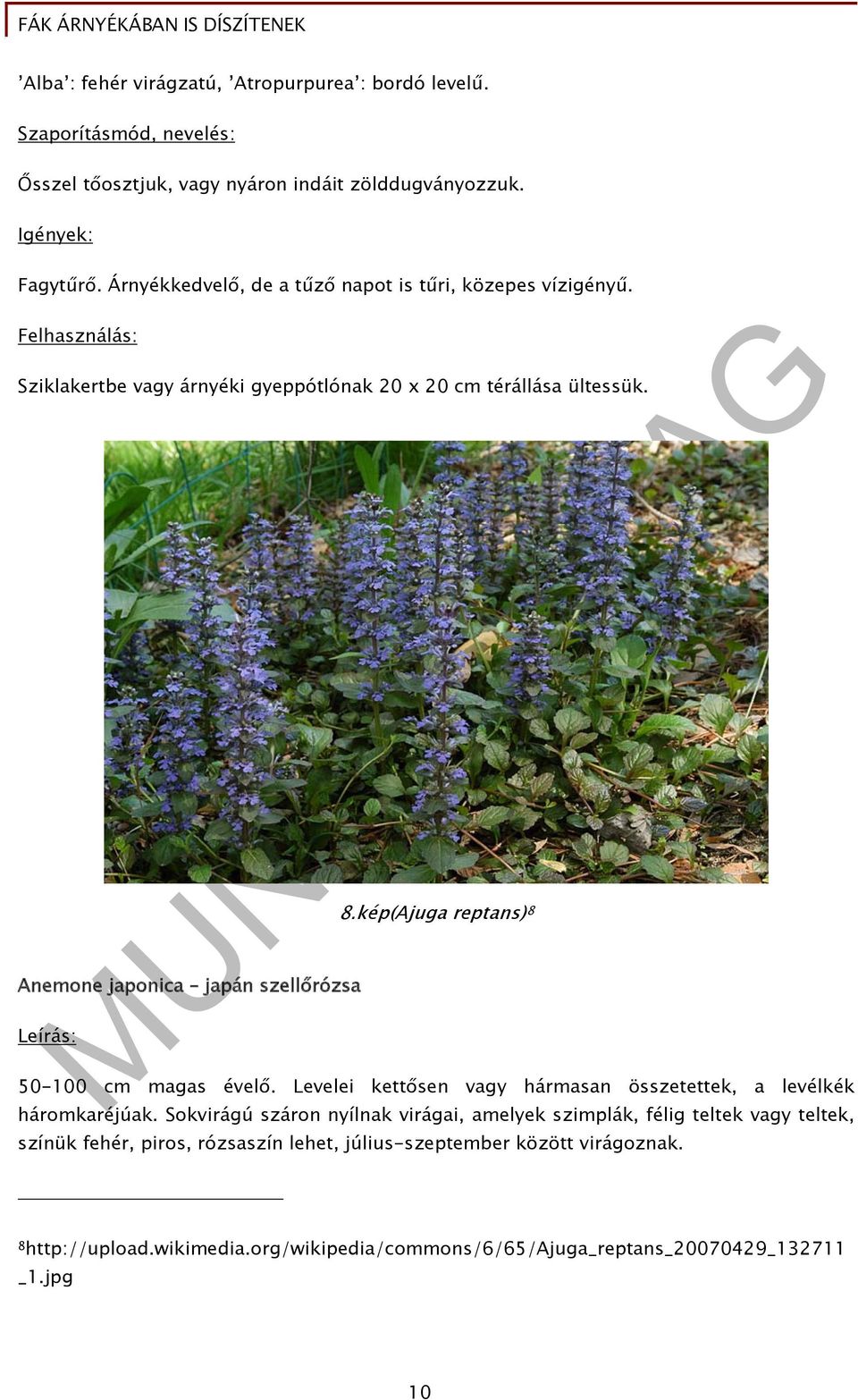 Anemone japonica japán szellőrózsa Leírás: 8.kép(Ajuga reptans) 8 50-100 cm magas évelő. Levelei kettősen vagy hármasan összetettek, a levélkék háromkaréjúak.