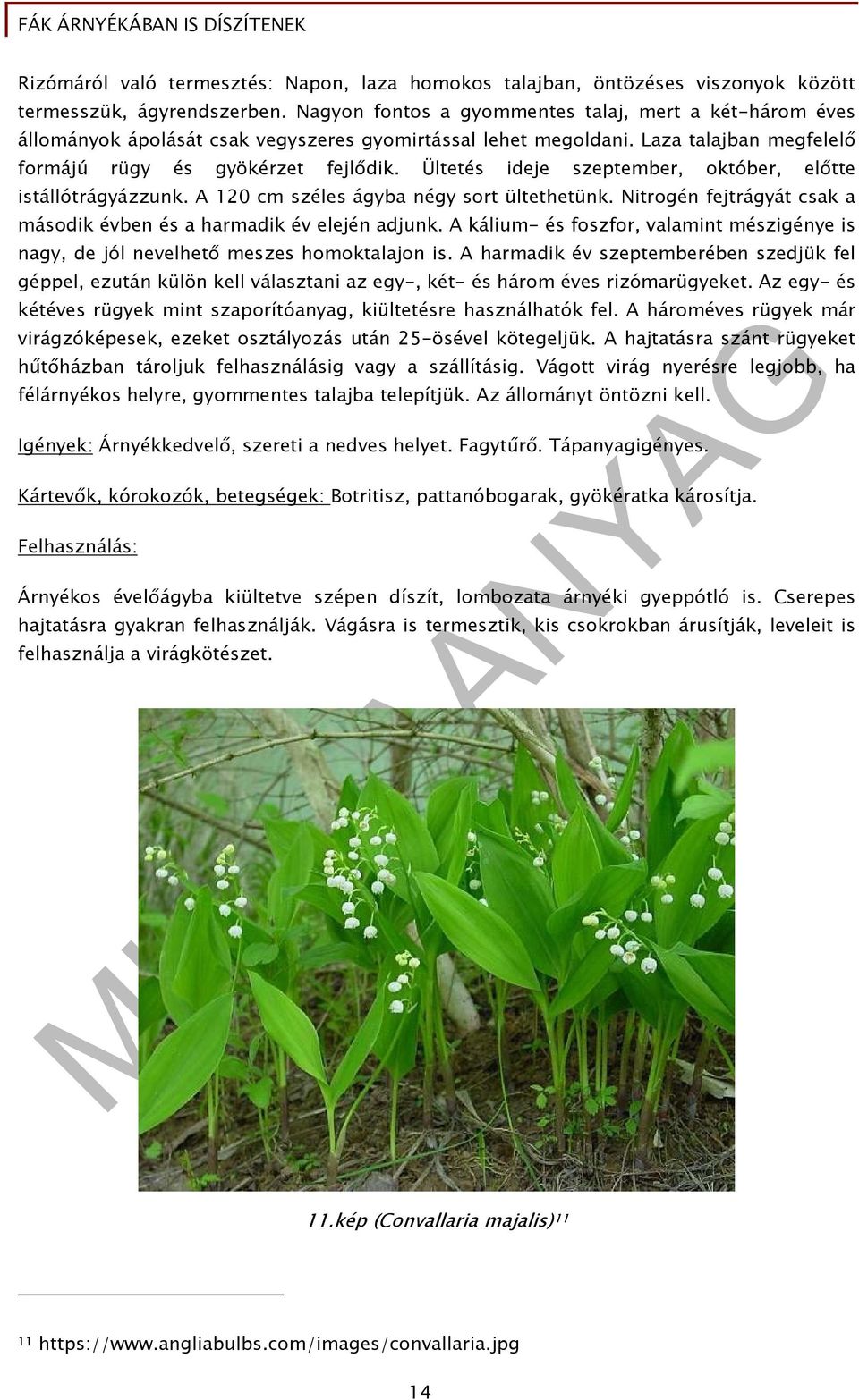 Ültetés ideje szeptember, október, előtte istállótrágyázzunk. A 120 cm széles ágyba négy sort ültethetünk. Nitrogén fejtrágyát csak a második évben és a harmadik év elején adjunk.