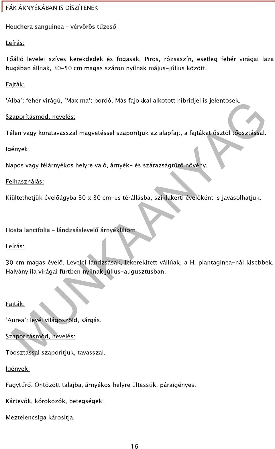 Szaporításmód, nevelés: Télen vagy koratavasszal magvetéssel szaporítjuk az alapfajt, a fajtákat ősztől tőosztással. Igények: Napos vagy félárnyékos helyre való, árnyék- és szárazságtűrő növény.