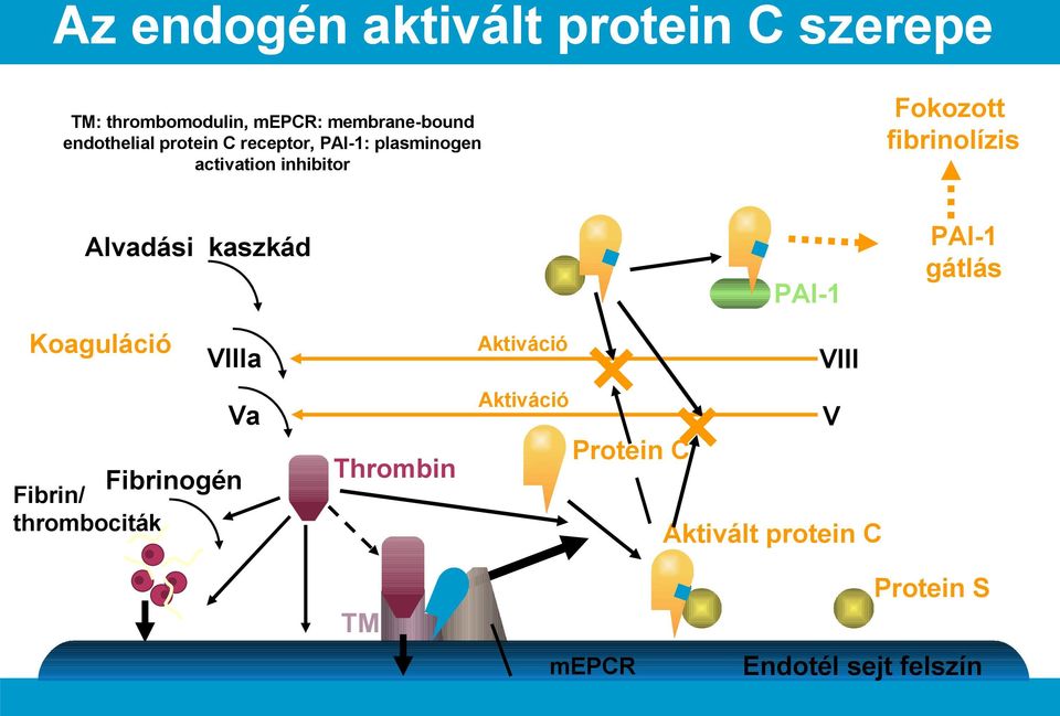 PAI-1 gátlás Alvadási kaszkád PAI-1 Koaguláció Aktiváció VIIIa Aktiváció Va Fibrinogén