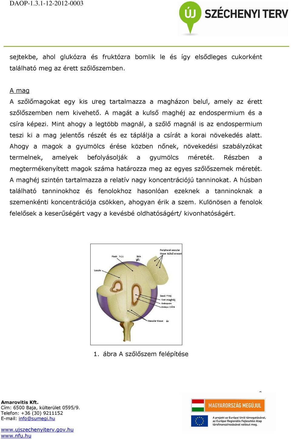 Mint ahogy a legtöbb magnál, a szőlő magnál is az eospermium teszi ki a mag jelentős részét és ez táplálja a csírát a korai növekedés alatt.