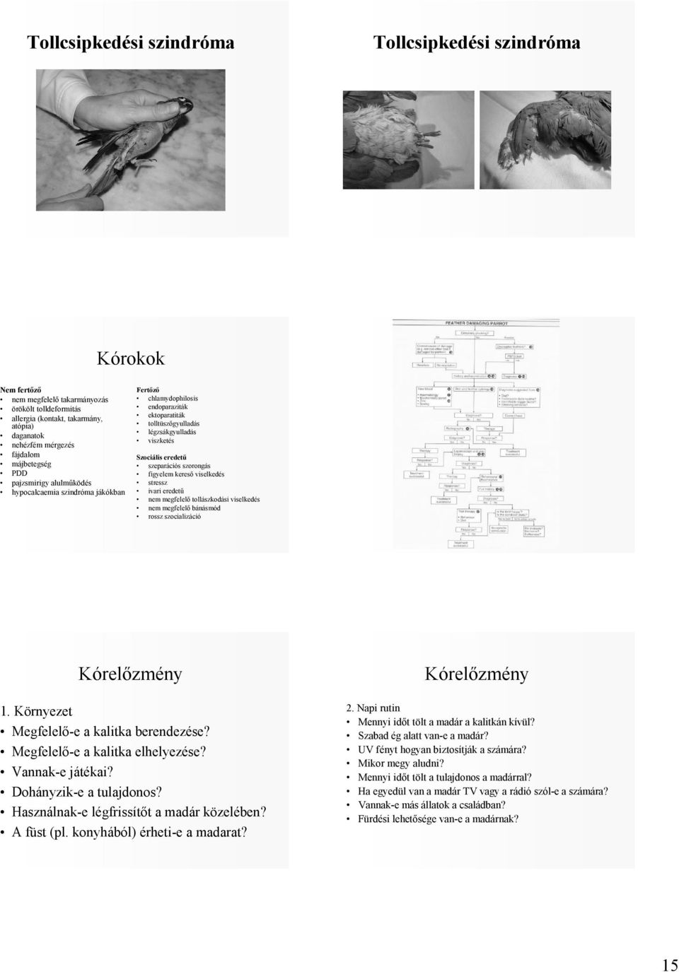 eredető szeparációs szorongás figyelem keresı viselkedés stressz ivari eredető nem megfelelı tollászkodási viselkedés nem megfelelı bánásmód rossz szocializáció Kórelızmény 1.