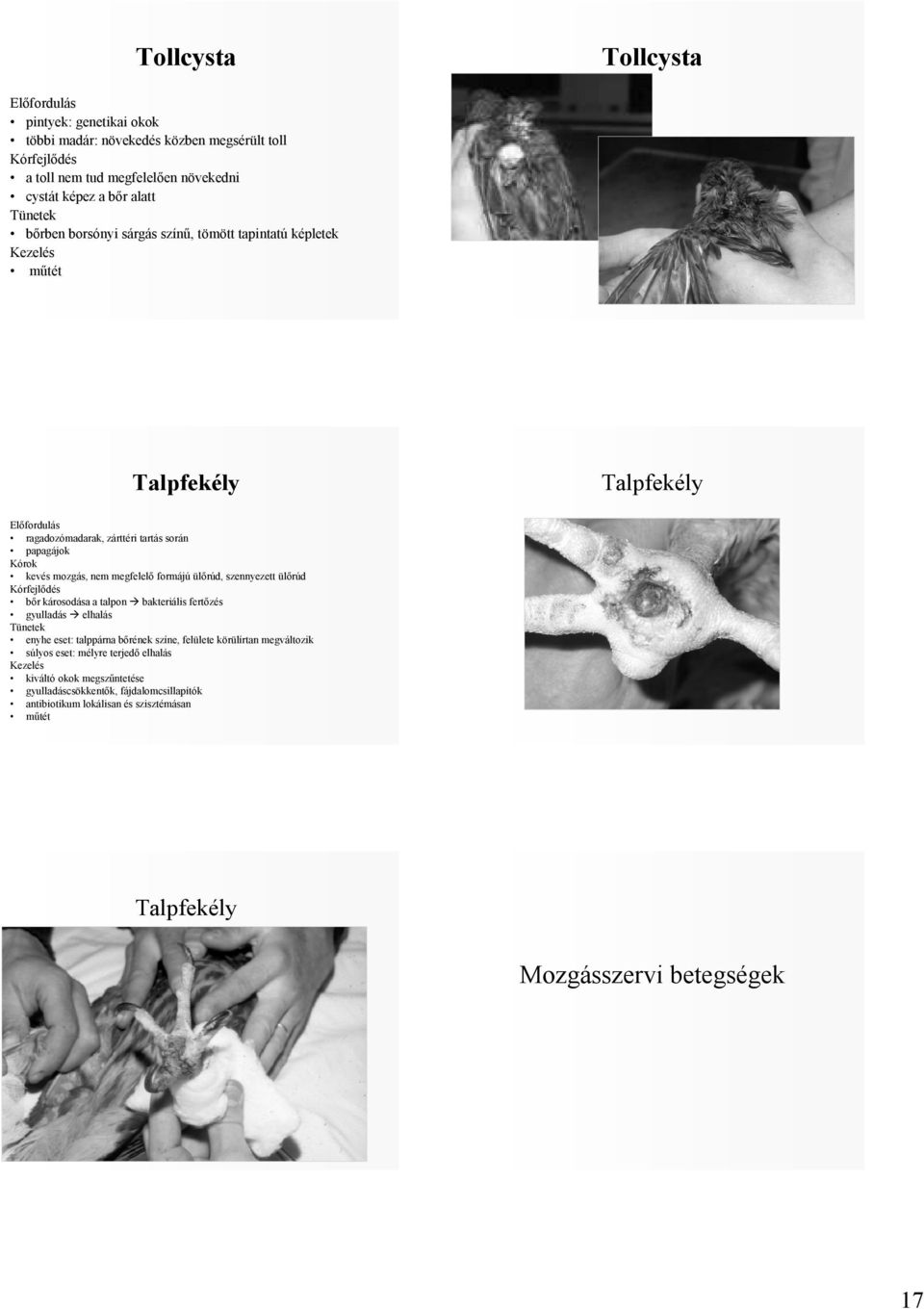 szennyezett ülırúd Kórfejlıdés bır károsodása a talpon bakteriális fertızés gyulladás elhalás enyhe eset: talppárna bırének színe, felülete körülírtan megváltozik súlyos