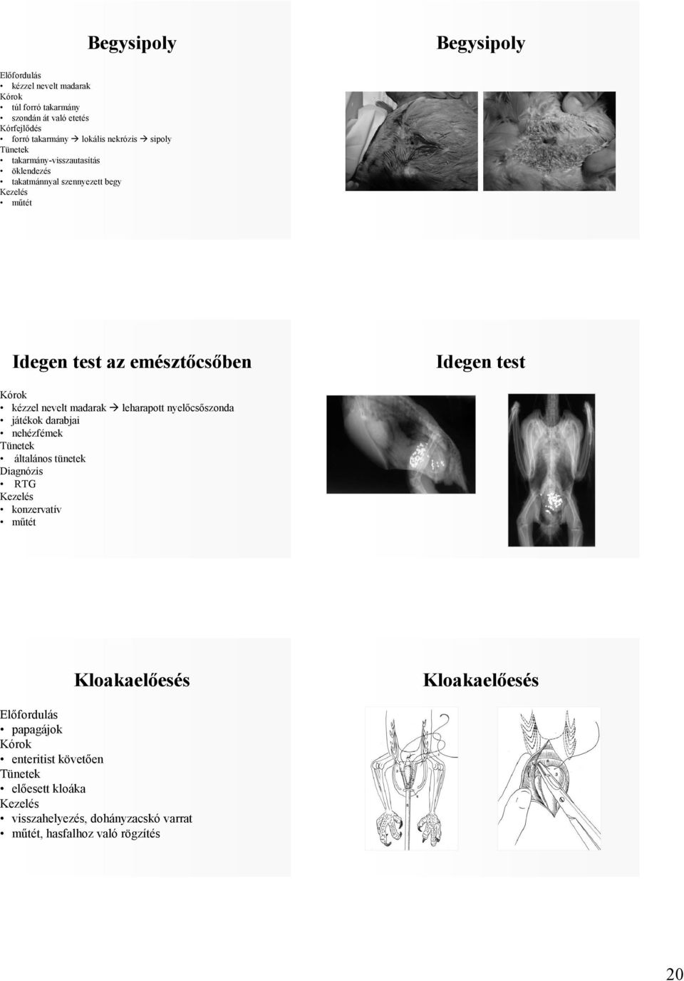 kézzel nevelt madarak leharapott nyelıcsıszonda játékok darabjai nehézfémek általános tünetek Diagnózis RTG konzervatív mőtét