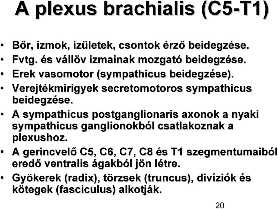 A sympathicus postganglionaris axonok a nyaki sympathicus ganglionokból l csatlakoznak a plexushoz.