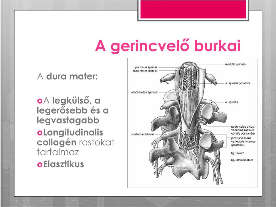 és a legvastagabb Longitudinalis