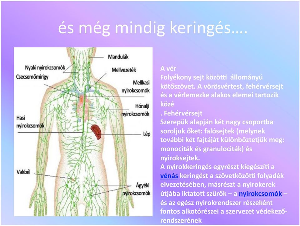 Fehérvérsejt Szerepük alapján két nagy csoportba soroljuk őket: falósejtek (melynek további két fajtáját különböztetjük meg: monociták és