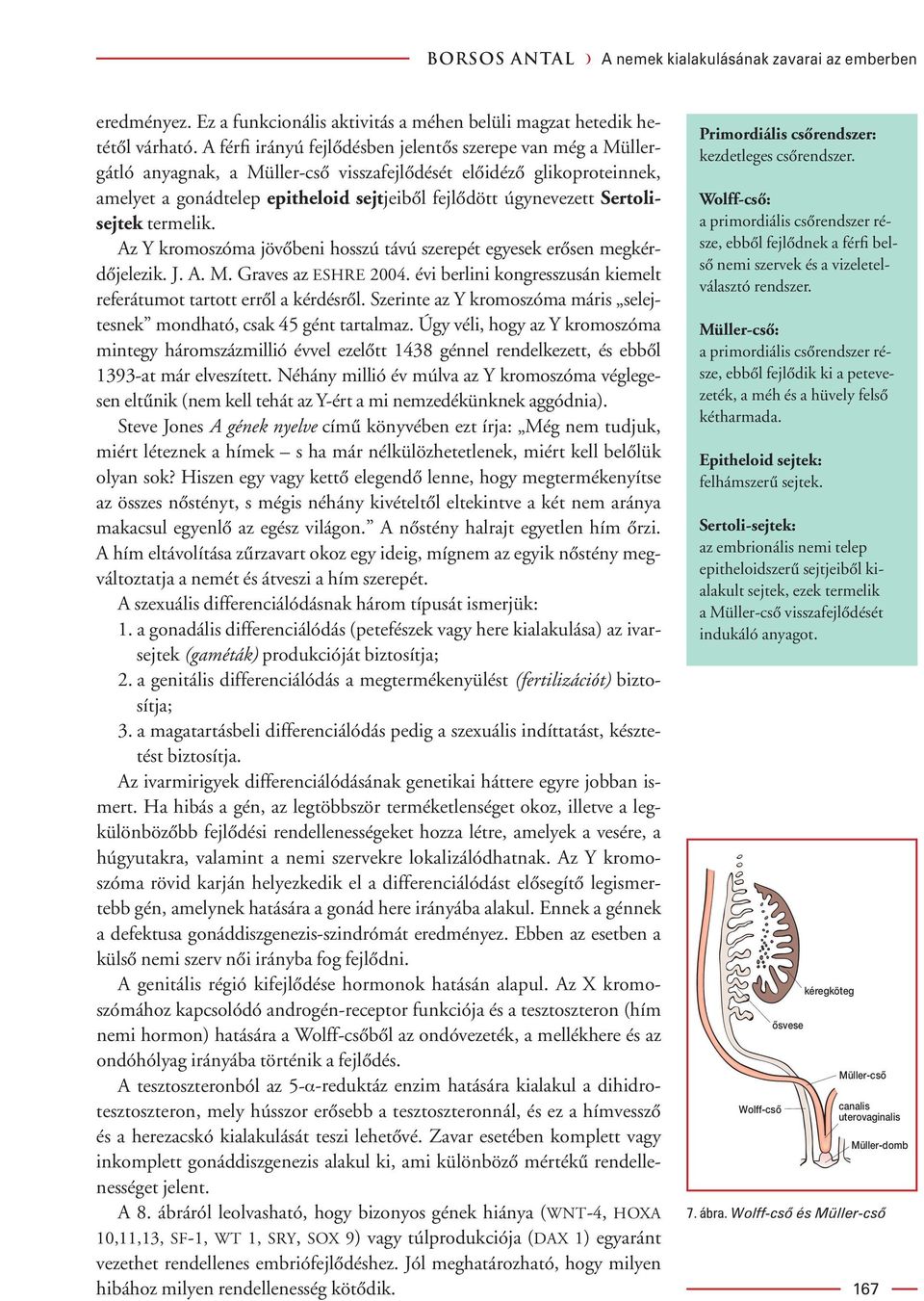 Primordiális csôrendszer: gátló anyagnak, a Müller-csô visszafejlôdését elôidézô glikoproteinnek, amelyet a gonádtelep epitheloid sejtjeibôl fejlôdött úgynevezett Sertolisejtek termelik.